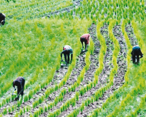 Cleric Seeks Establishment Of More Varsities Of Agriculture