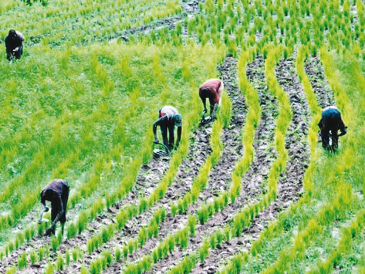 Cleric Seeks Establishment Of More Varsities Of Agriculture